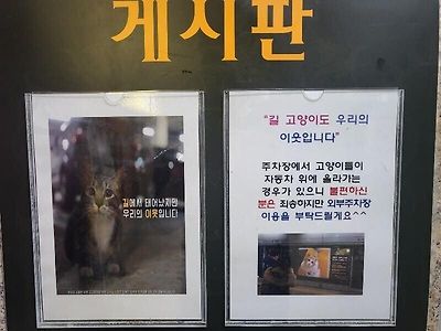 캣맘에게 정복된 아파트 주차장