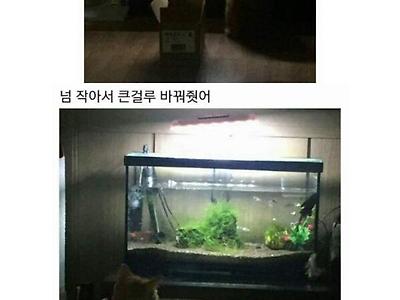 수족관 폐냥된 고양이