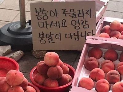봉숭아 주물리지 마세요