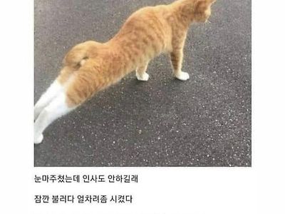 싱글벙글 ㅈ냥이 교육