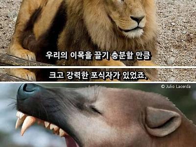 아프리카에서 발견된 북극곰보다 큰 사자