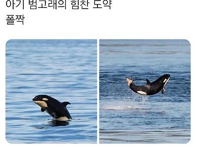 범고래가 수면 위로 올라 오는 이유