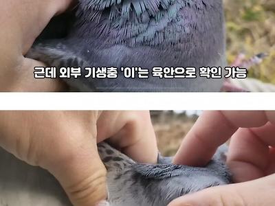 비둘기 잡아서 깨끗한지 확인하는 유튜버