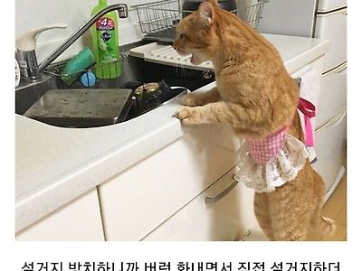 고양이 키울때 주의할점