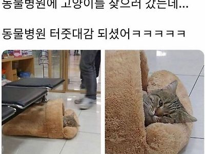 일주일만에 집사를 맞이하는 고양이