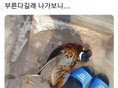 길냥이의 보은