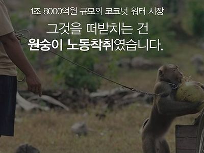 코코넛 원숭이 노예 노동착취......jpg