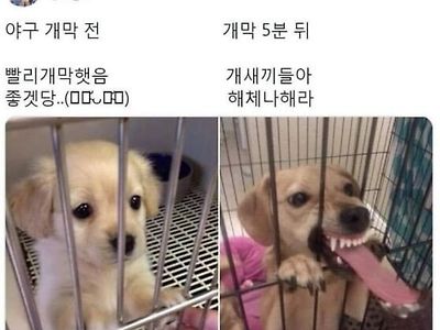 프로야구 팬특징