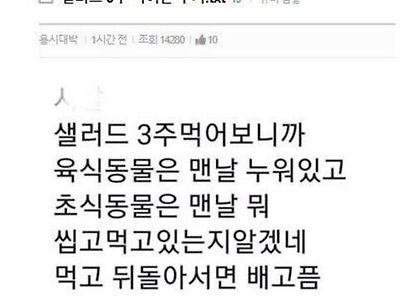 샐러드를 3주 동안 먹어본 후기