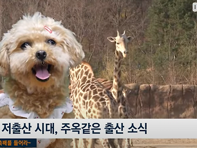 개나운서 공개채용중인 SBS 애니멀봐.jpg