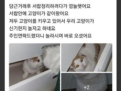 당근마켓 거래했는데 고양이가 딸려옴