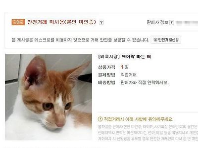 문 잘따는 고양이 어떠세요?