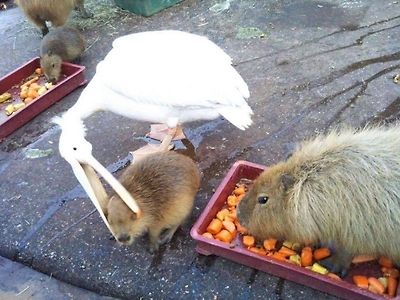 빠꾸없이 일단 넣어 보려는 하네 ㅋㅋ