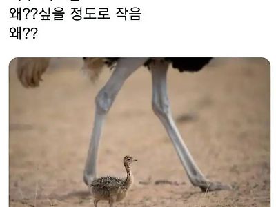 경이로운 아기타조