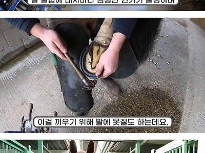 말발굽 관리를 수시로 해줘야 하는 이유