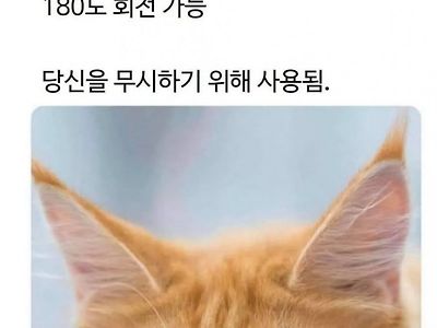 고양이 알고보면 더 괘씸한 사실