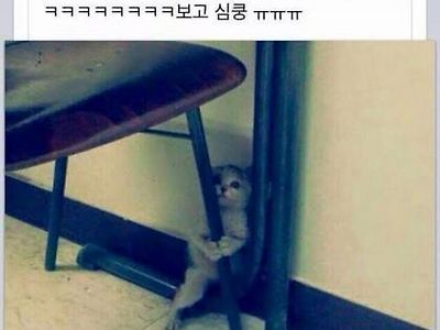 학원에 숨어든 새끼 고양이