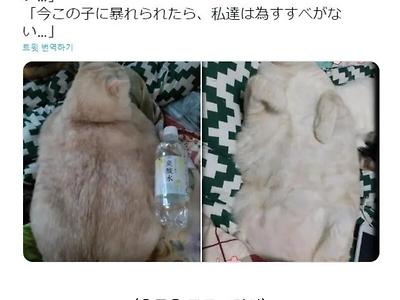 과체중 고양이 데려갔다가 수의사에게