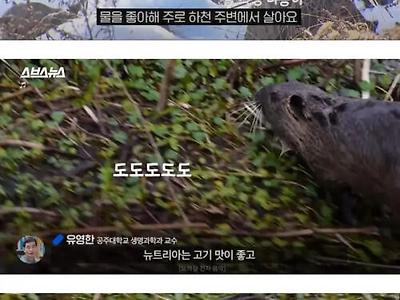 한반도 외래종들 근황.jpg