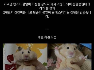 햄스터 고환이 부어서 병원에 다녀온 사람