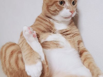 세계 고양이날에 애완 돼지나 보고가라