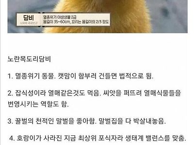 현 한국생태계 최강자