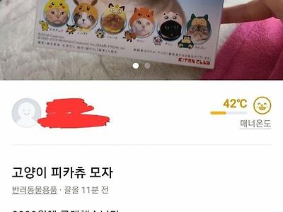 당근마켓 고양이 모자