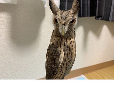 부엉이 키우면 알 수있는거