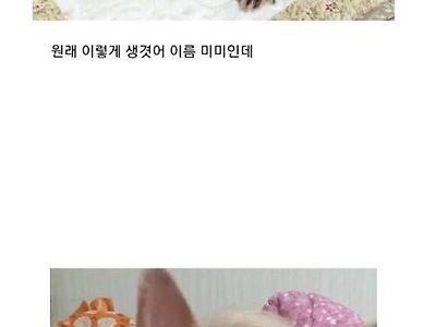 스웩 넘치는 댕댕이