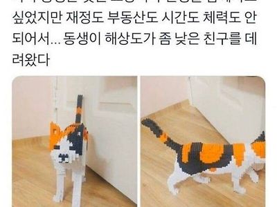 동생이 어디선가 수상한 고양이를 데려왔다