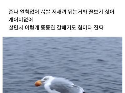 해변의 약탈자