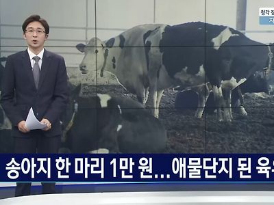 소고기 가격 근황