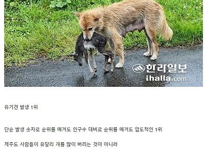 제주도가 전국에서 1위 하는 것