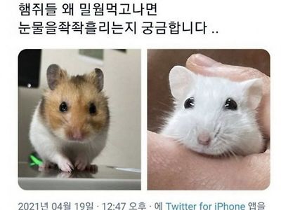 흑흑.. 주인아 오늘 밥 너무 맛난다