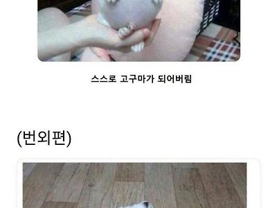 가을철 개들한테 고구마를 생각하면서 줘야하는 이유