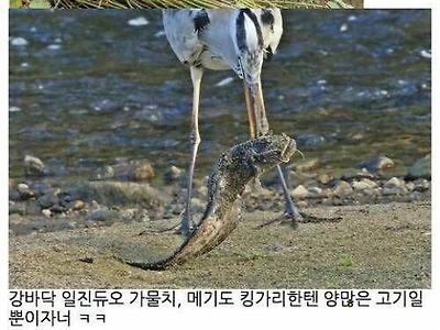 의외로 잘 모르는 습지 세계관 최강.jpg