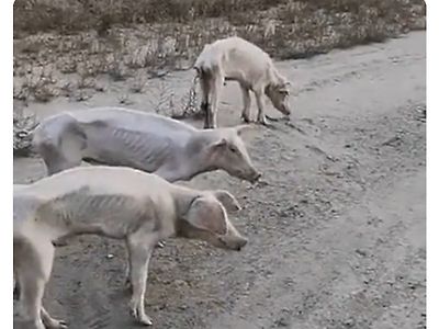 북한 돼지 이게 맞나..?