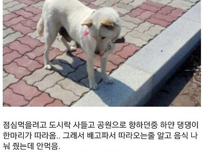 댕댕이가 사람을 따라 온 이유