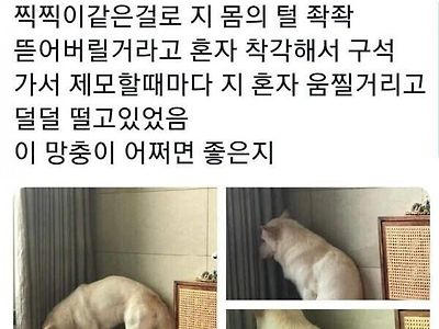 주인의 행위에 공포를 느끼는 강아지