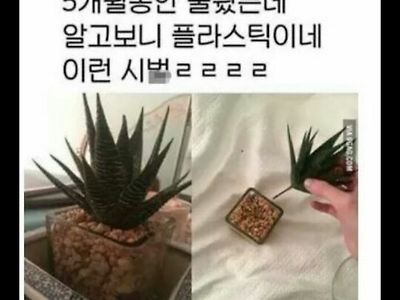 5개월간 키우던 식물의 정체