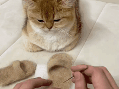 고양이 털로 만든 신발