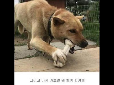 시골 강아지들 특징...JPG
