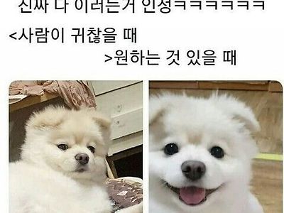 모든 멍뭉이들의 공통된 표정