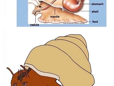 뭔가 불쌍해 보이는 달팽이 항문 위치