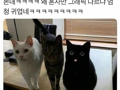 다시 봐도 의아한 고양이 짤