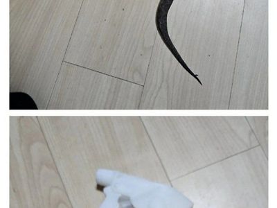 실시간 집에 독사 출현한 디씨인...