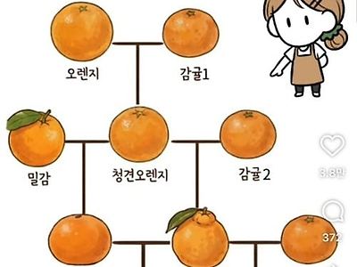 감귤 가계도