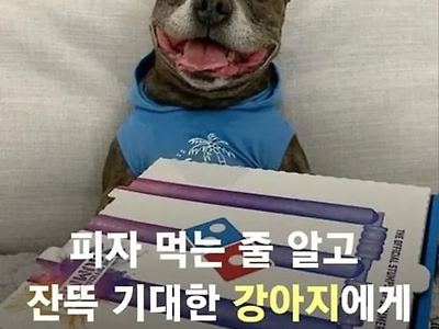 잔뜩 기대한 강아지