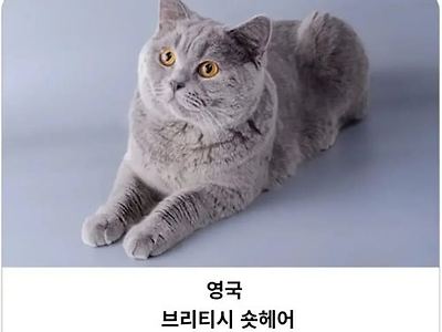대표하는 고양이 품종