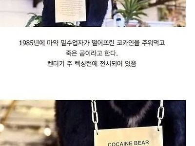비싼곰이네